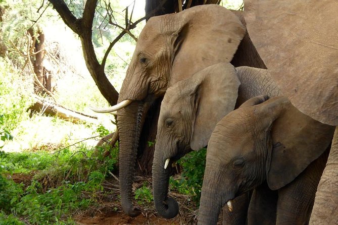 10-Days Explore Kenya Wildlife Private Safari - Entering Samburu on Day 1: Afternoon Game Drive Basics