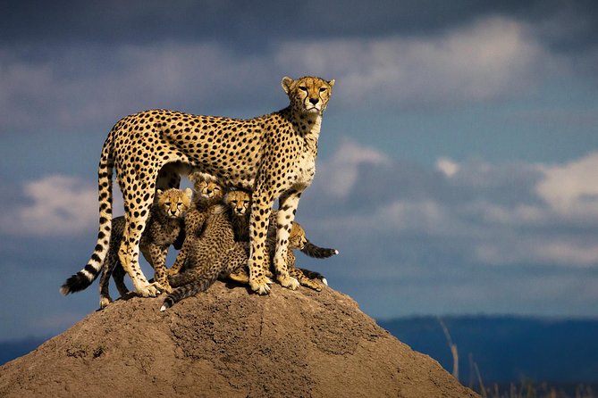 10-Days Kenya Wildlife Private Safari and Mombasa Diani Beach Holidays - Price and whats included: where this trip gives you real value