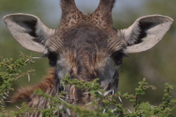 10 Days Migration Luxury Safari - Key highlights at a glance