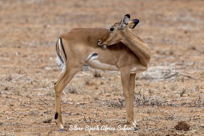 11-Day Serengeti, Maasai Mara, Tarangire, Amboseli Park - Key things you’ll notice on this safari