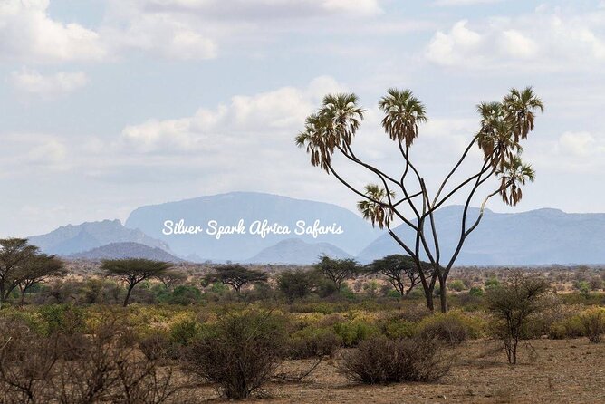 11-Day Serengeti, Maasai Mara, Tarangire, Amboseli Park - The value of an 11-day Big Five route across Kenya and Tanzania