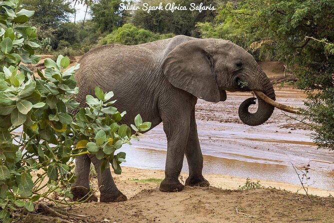 11-Day Serengeti, Maasai Mara, Tarangire, Amboseli Park - Amboseli Days 5 and 6: Kilimanjaro views and elephant herds