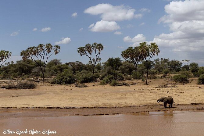 11-Day Serengeti, Maasai Mara, Tarangire, Amboseli Park - Serengeti Days 8 and 9: early drives, picnic lunches, and the plains rhythm