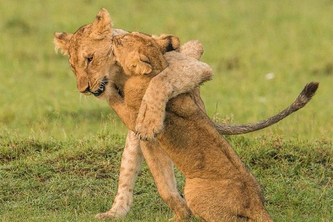 11-Days Best of Kenya & Tanzania Big 5 Safari on a 4x4 Jeep - Maasai Mara in a 4x4: Mara River focus and tented camp comfort