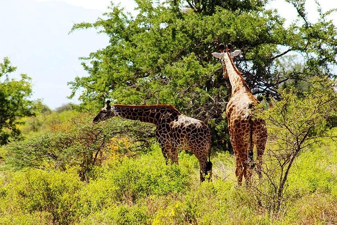 11-Days Best of Kenya & Tanzania Big 5 Safari on a 4x4 Jeep - Serengeti National Park: dawn energy, open plains, and long game-drive days
