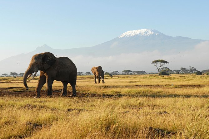 11-Days Best of Kenya & Tanzania Big 5 Safari on a 4x4 Jeep - Ngorongoro Crater and Lake Manyara: crater day plus a second park