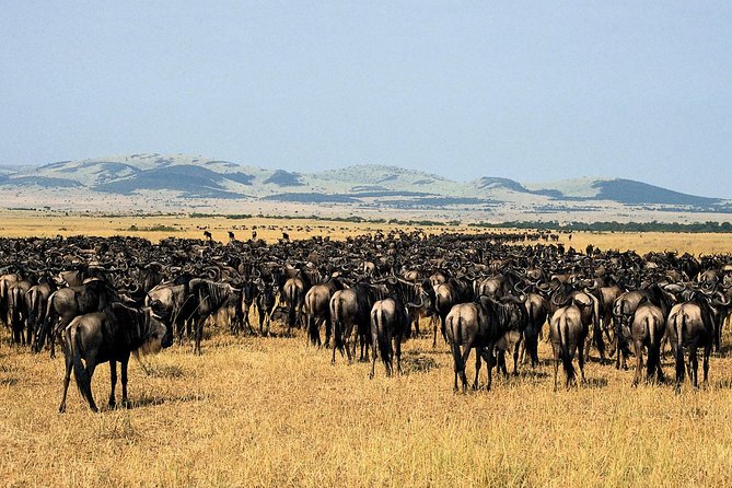 11-Days Best of Kenya & Tanzania Big 5 Safari on a 4x4 Jeep - Price and value: what you are really paying for