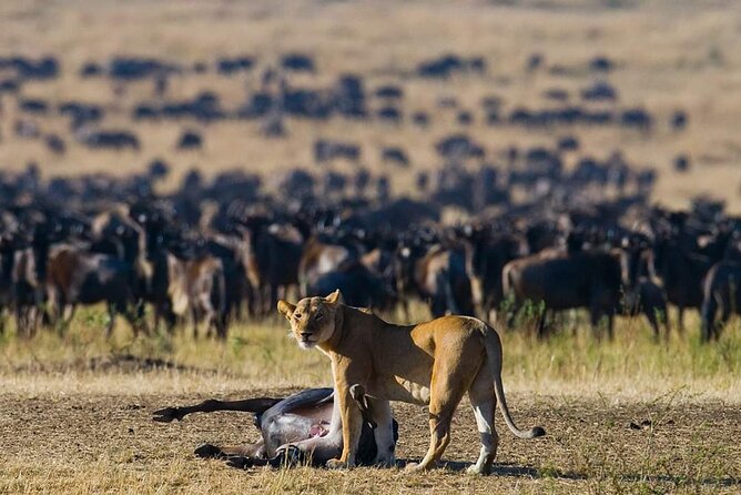 11 Days Guided Group Safari in Kenya And Tanzania - Key things I’d circle before you book