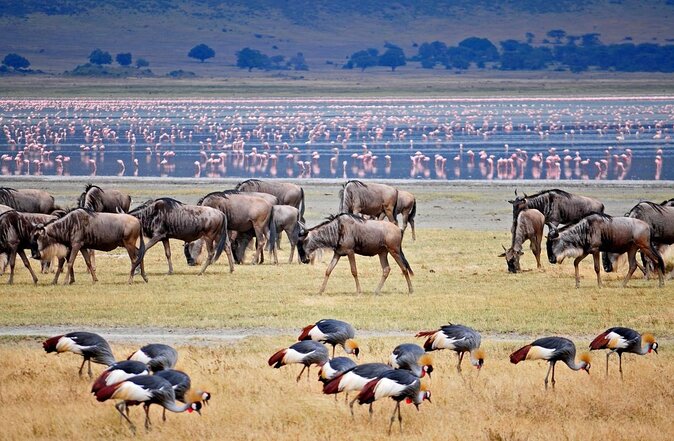 11 Days Guided Group Safari in Kenya And Tanzania - Day 2 in Maasai Mara: full day game viewing plus hippo-pool lunch
