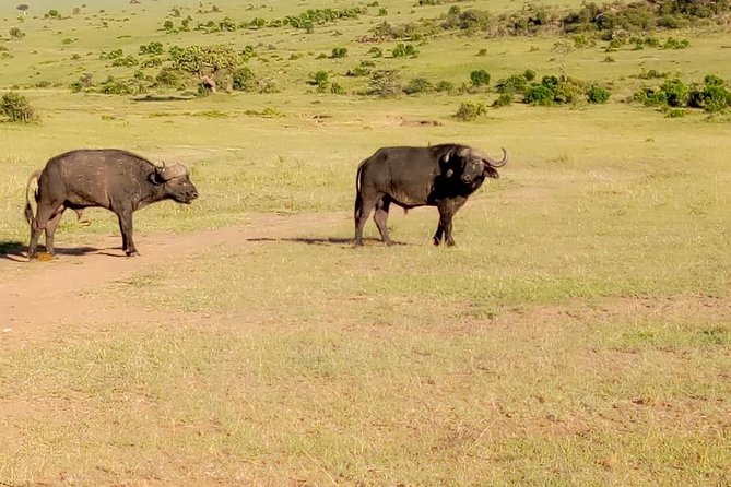11 Days Guided Group Safari in Kenya And Tanzania - Day 3: Lake Nakuru arrival, rim views, then a budget hotel night