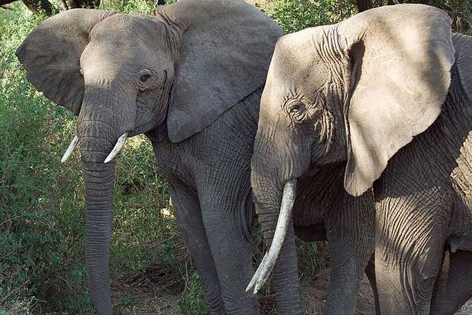 11 Days Guided Group Safari in Kenya And Tanzania - Day 5: Amboseli elephants by swamp grounds and Kilimanjaro if weather allows