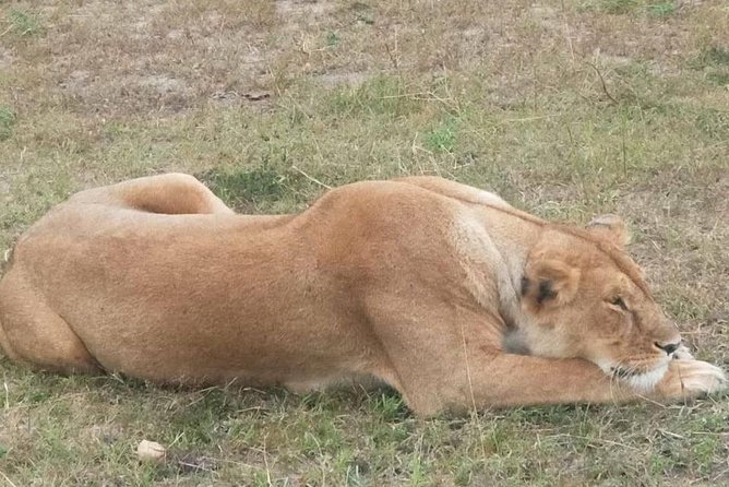 11 Days Guided Group Safari in Kenya And Tanzania - Day 6: Arusha transfer day and a possible Kilimanjaro view