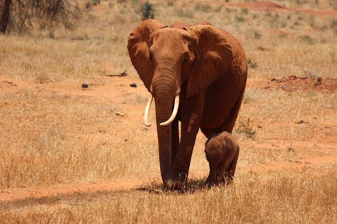 11-Days Kenya Zanzibar Safari - Day 2 Tsavo West and Ngulia Rhino Sanctuary: seeing conservation up close