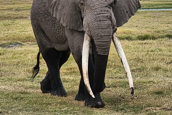 11 Days Private Tour to Explore Amboseli and Samburu - Entering Kenya’s wildlife circuit, one park at a time