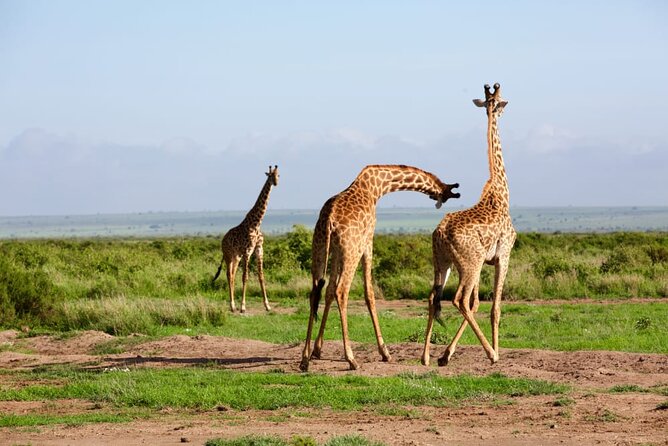 11 Days Private Tour to Explore Amboseli and Samburu - Amboseli National Park, Days 7 to 8: Kilimanjaro in the frame and elephants everywhere