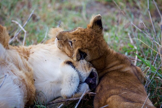 11 Days Private Tour to Explore Amboseli and Samburu - Tsavo East National Park, Days 9 to 10: Big Five chances, Galana River greenery, and dam watching