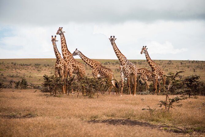12 Days Best Of Kenya and Tanzania Safari - Luxury - Value and comfort: what you are really buying for $2,329