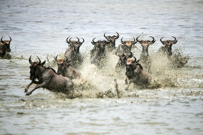 12 Days Best Of Kenya and Tanzania Safari - Luxury - Serengeti in Tanzania: border handoff and big wildlife mornings