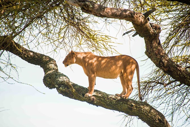 12 Days Best Of Kenya and Tanzania Safari - Luxury - Ngorongoro Crater rim lodge and crater floor lunch