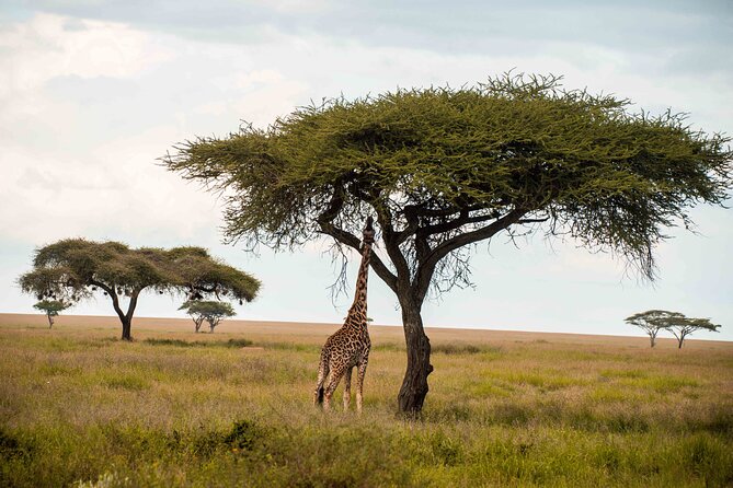 12 Days Best Of Kenya and Tanzania Safari - Luxury - Amboseli: big skies, repeated drives, and a smooth finish back to Nairobi