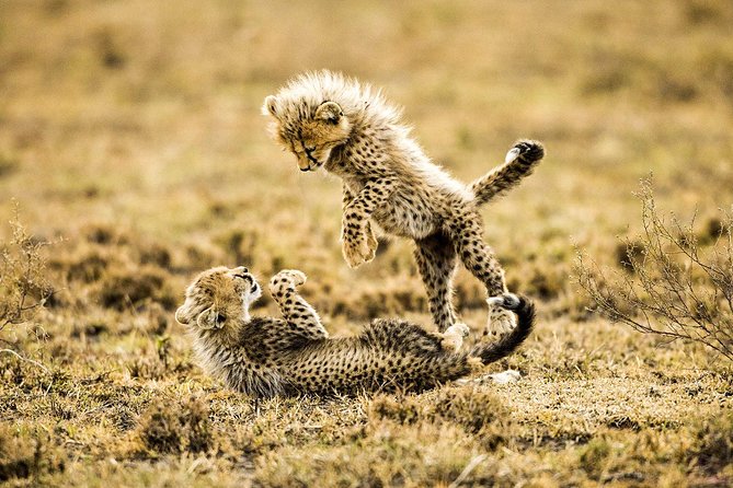 12 Days Best Of Kenya and Tanzania Safari - Luxury - Meals, water, and the day-to-day timing that matters