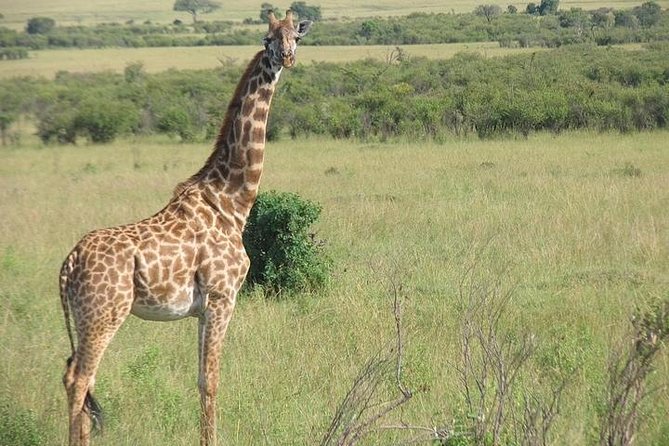 12 Days Kenya and Tanzania Budget Private Safari from Nairobi - Serengeti plains and the Hippo Pool hour
