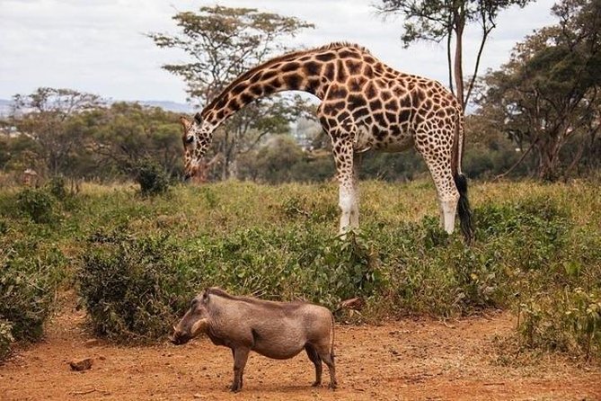 12 Days Kenya and Tanzania Budget Private Safari from Nairobi - Ngorongoro: crater rim arrival, then a full-day floor safari at 6:00 am