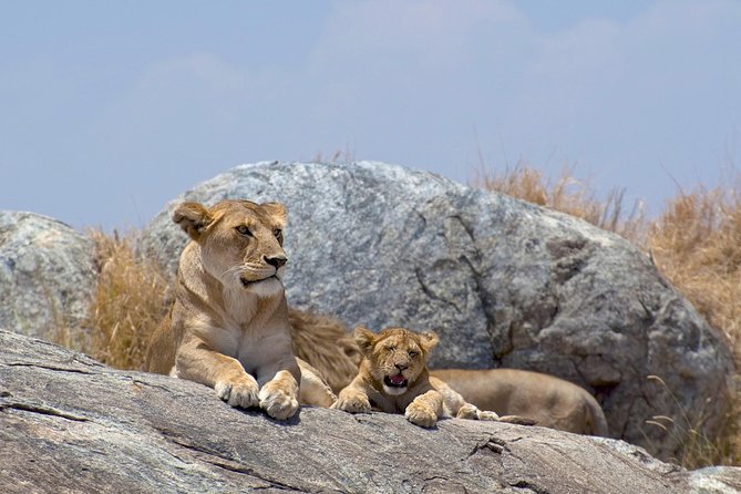 12 Days Kenya & Tanzania Safari Private Lodge Safari from Nairobi - Masai Mara: where Big Five timing gets serious
