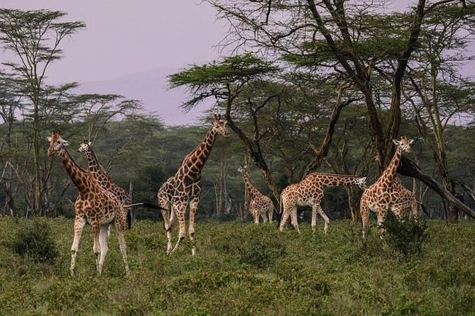 12 Days Kenya & Tanzania Safari Private Lodge Safari from Nairobi - Starting in Nairobi, then pointing you toward the Rift Valley