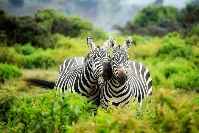 12 Days Kenya Tanzania wildlife Joining Tour - Key highlights before you book