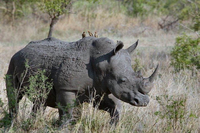 12 Days Kenya Tanzania wildlife Joining Tour - Maasai Mara and the Mara River, where lions and crossings dominate