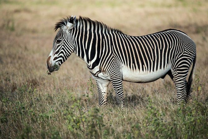 12 Days Kenya Tanzania wildlife Joining Tour - Serengeti: two days of predator-and-prey balance