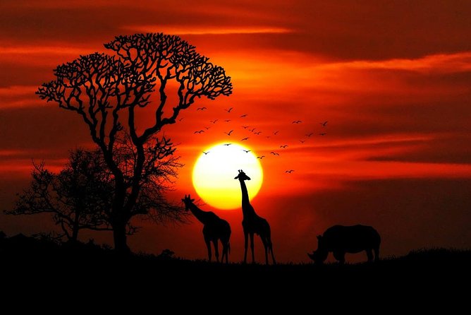 12 Days Kenya Tanzania wildlife Joining Tour - Lake Nakuru: small park, huge variety, and birding that’s actually fun