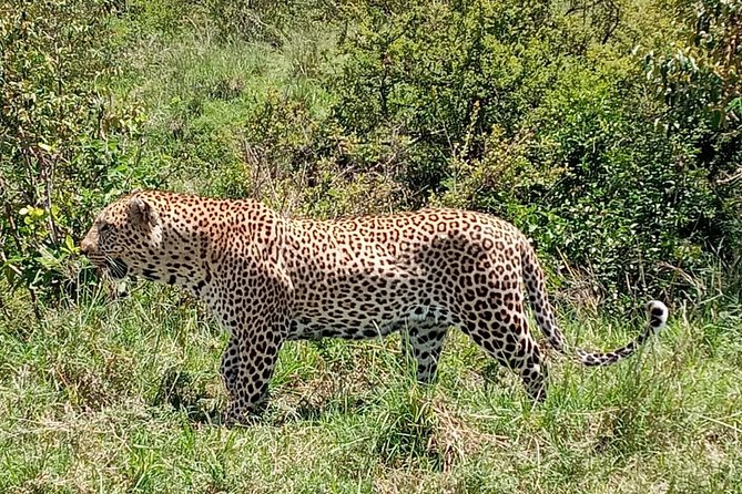 12 Days Samburu Ol-pejeta lake Nakuru Masai Mara lake Naivasha Amboseli safari - Samburu’s Northern Stars, Including Grevy’s Zebra and Reticulated Giraffes