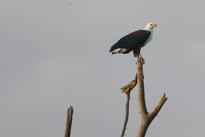 12 Days Samburu Ol-pejeta lake Nakuru Masai Mara lake Naivasha Amboseli safari - Lake Nakuru’s Flamingo Lake Day, Plus Rhino and Giraffe Chances