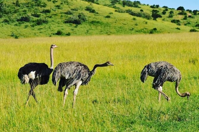 12 Days Samburu Ol-pejeta lake Nakuru Masai Mara lake Naivasha Amboseli safari - Masai Mara: Where Your Big Five Dreams Get Serious