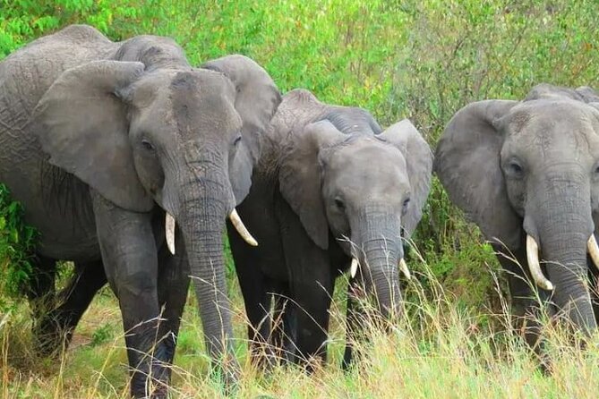 12 Days Samburu Ol-pejeta lake Nakuru Masai Mara lake Naivasha Amboseli safari - Lake Naivasha and Green Crater Lake: From Plains to Walkable Wildlife