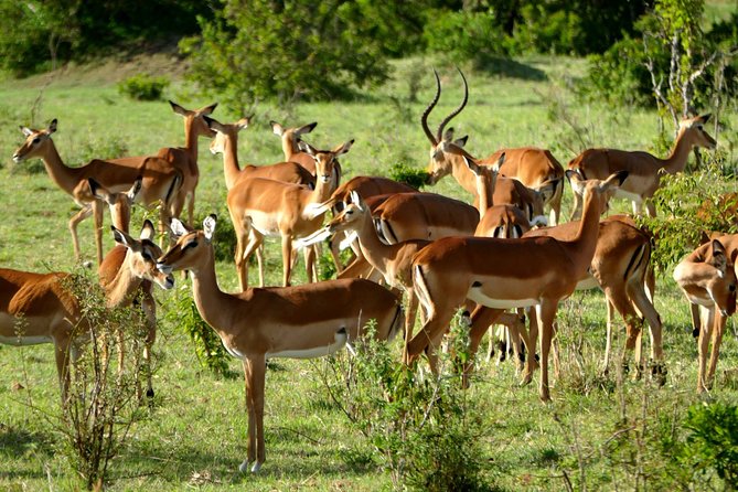 12 Days Samburu Ol-pejeta lake Nakuru Masai Mara lake Naivasha Amboseli safari - Amboseli: Elephants, Late-Afternoon Game Drives, and Kilimanjaro Views