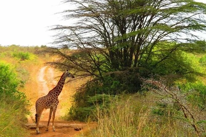 12 Days Samburu Ol-pejeta lake Nakuru Masai Mara lake Naivasha Amboseli safari - How This Safari Sets You Up for Comfort, Not Just Wildlife