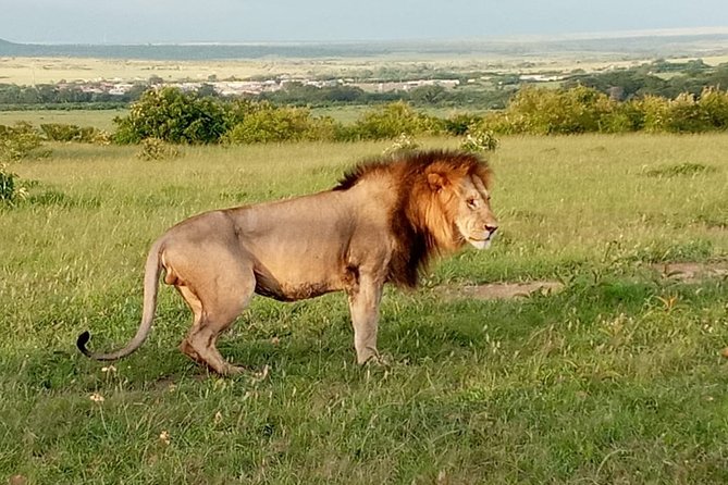 12 Days Samburu Ol-pejeta lake Nakuru Masai Mara lake Naivasha Amboseli safari - Ol Pejeta Conservancy on the Equator, A Strong Wildlife Day With Big-Name Animals