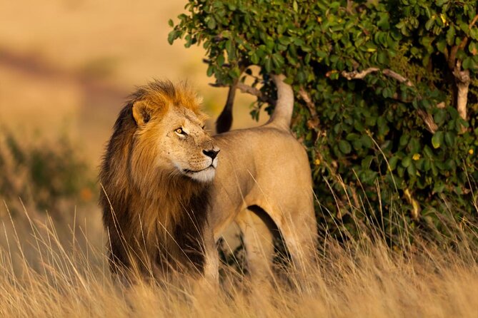 12 Days wildebeest migration Masai Mara Nakuru Uganda gorilla trekking safari - Key things you will notice right away