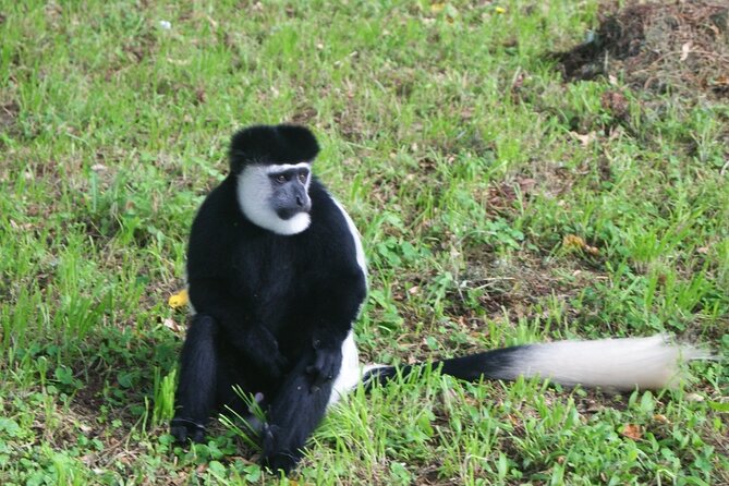 12 Days wildebeest migration Masai Mara Nakuru Uganda gorilla trekking safari - Where the safari comfort starts: airport pickup, window seats, and safety