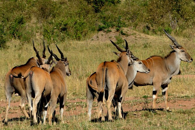 12 Days wildebeest migration Masai Mara Nakuru Uganda gorilla trekking safari - Jinja and the Source of the Nile, plus real adventure options