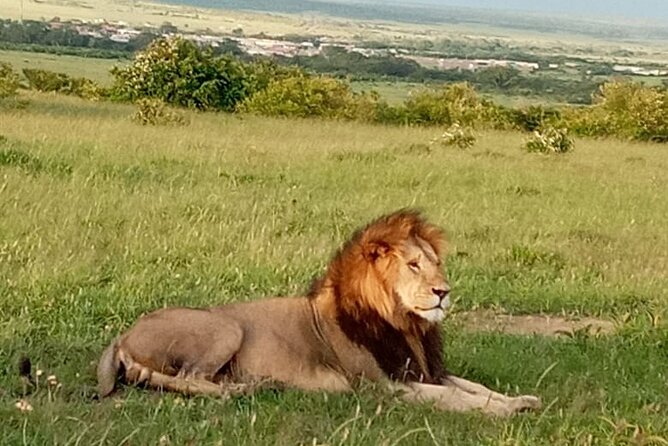 12 Days wildebeest migration Masai Mara Nakuru Uganda gorilla trekking safari - Lake Bunyonyi to gorilla readiness: crater views and rest
