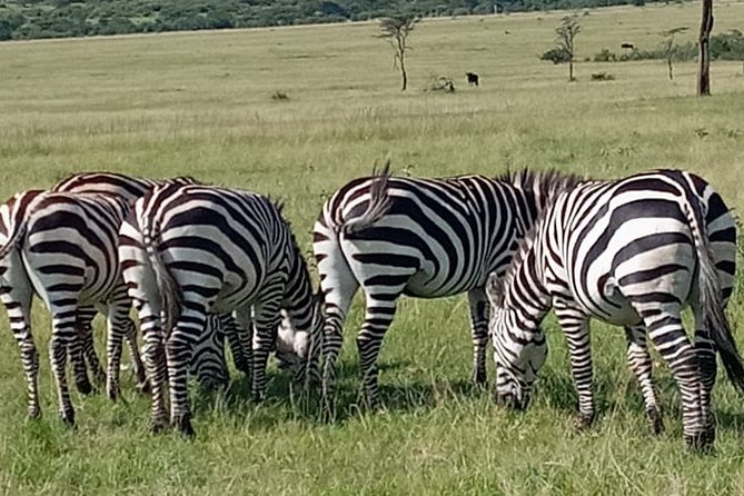 12 Days wildebeest migration Masai Mara Nakuru Uganda gorilla trekking safari - Mgahinga Gorilla Trek in the mountain jungle