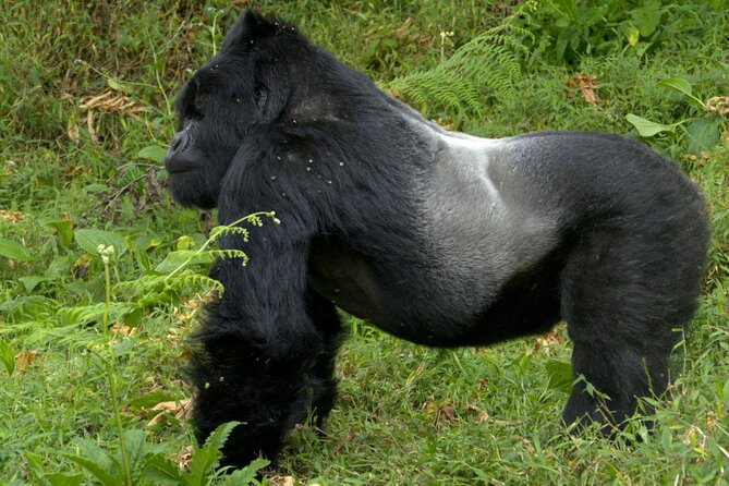 12 Days wildebeest migration Masai Mara Nakuru Uganda gorilla trekking safari - Lake Nakuru: flamingos, pelicans, and black-and-white rhinos