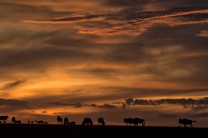 13-Day Private Wildlife Safari Tour of Kenya and Tanzania - Private, Unlimited Game Drives: What It Changes for Your Wildlife Time