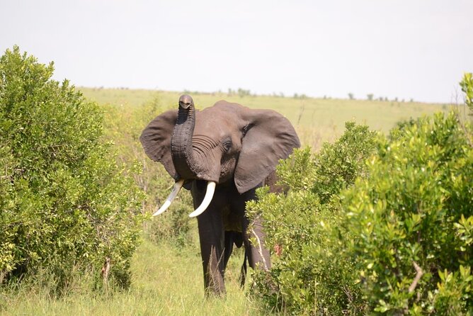 13-Day Private Wildlife Safari Tour of Kenya and Tanzania - Day 8-9: Serengeti via Ndabaka Gate, Western Corridor Drives