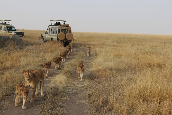 13-Day Private Wildlife Safari Tour of Kenya and Tanzania - Day 1-2: Samburu National Reserve, Springs, and River Wildlife