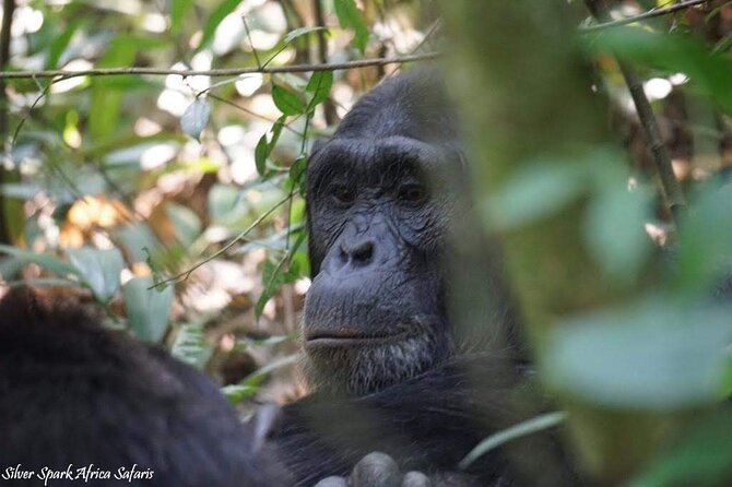 13-Day Uganda Mgahinga Gorilla Trek, Maasai Amboseli Park - Quick Highlights Before You Commit